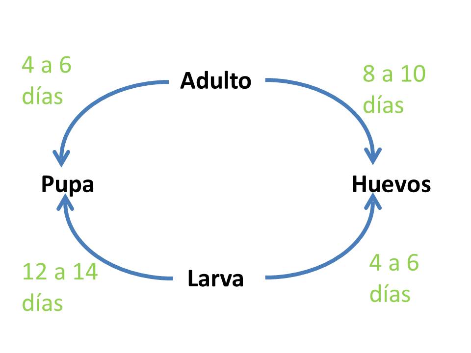 Ciclo de vida de la mosca del mantillo